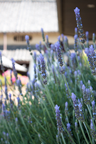 150502_lavender.jpg