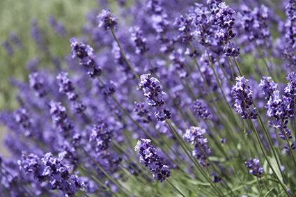 150604_02_lavender.jpg