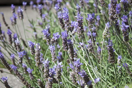 150604_03_lavender.jpg