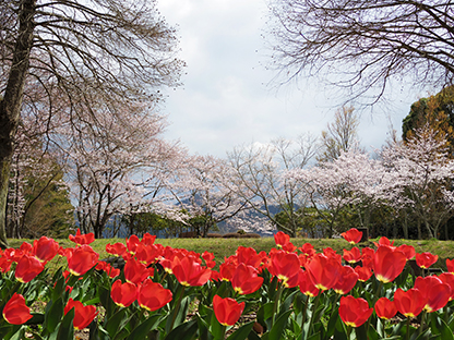 Dojiyama_sakura02.jpg