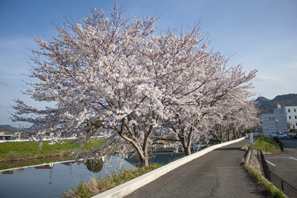 heso_sugiharagawa_sakura02.jpg