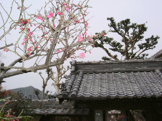 2006_0309ume.JPG