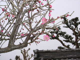 2006_0309ume_2.JPG