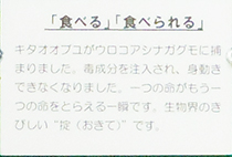w_konchu_09.jpg