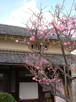 2006_0314ume.JPG